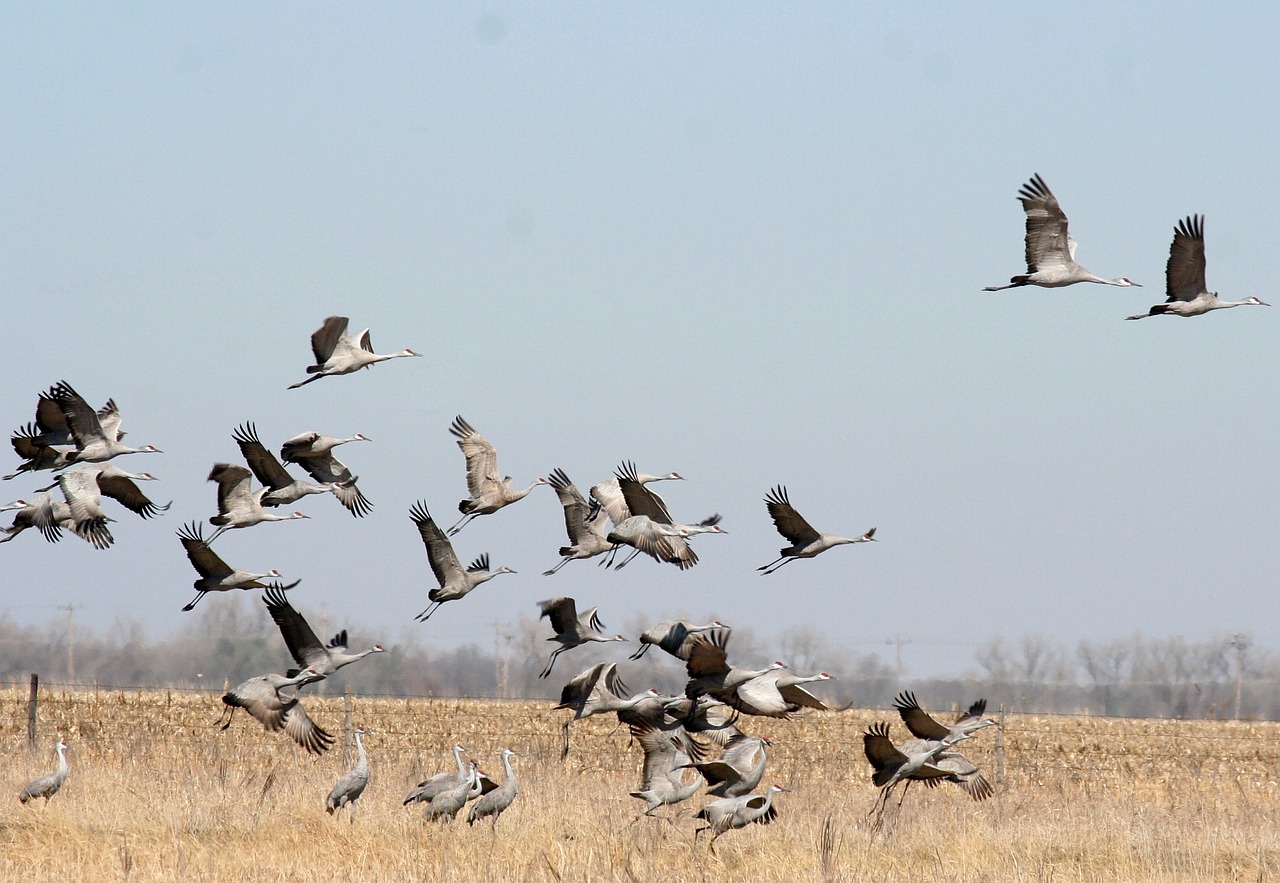 bird migrations