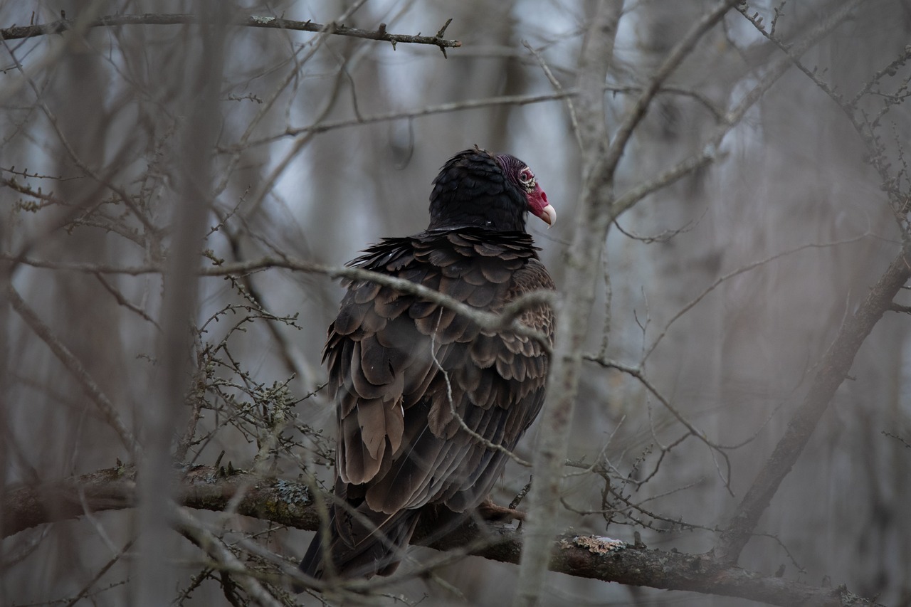 Buzzard